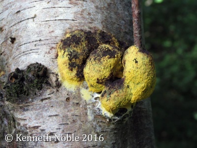 Myxomycete fungus on silver birch - Kenneth Noble